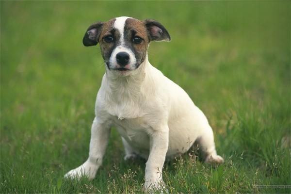 國內(nèi)警犬品種有哪些？