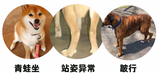 狗狗髌骨脱位