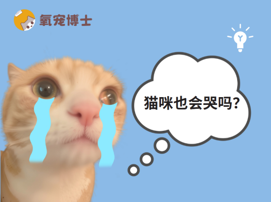 猫眼睛里有泪水是怎么回事？
