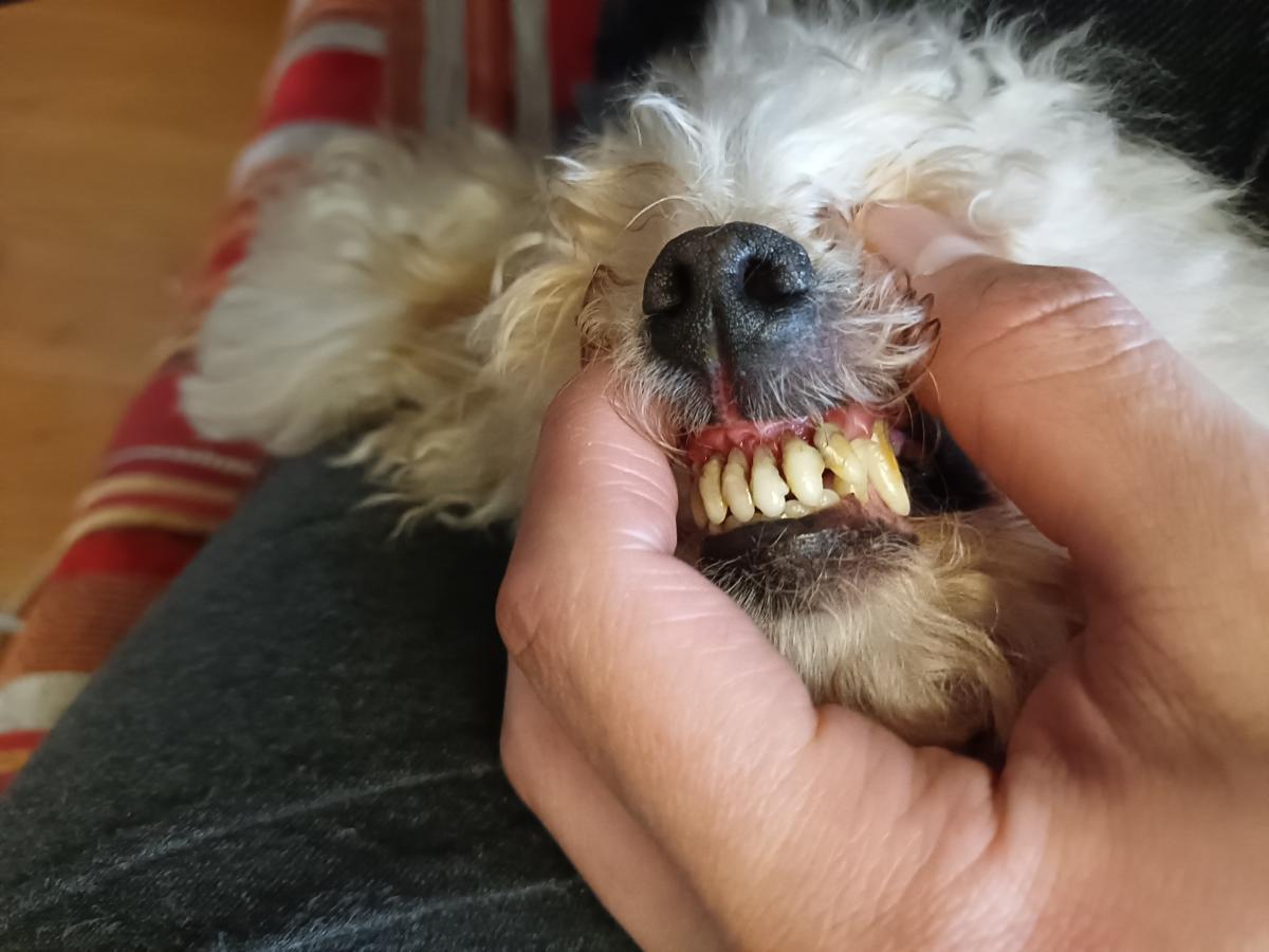 狗换牙的时间是从几个月开始，小狗一颗牙会掉多久