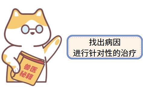 猫咪流口水？这些情况要警惕！