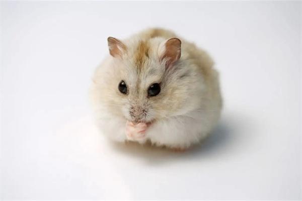什么是仓鼠糖尿病？怎么预防仓鼠糖尿病？