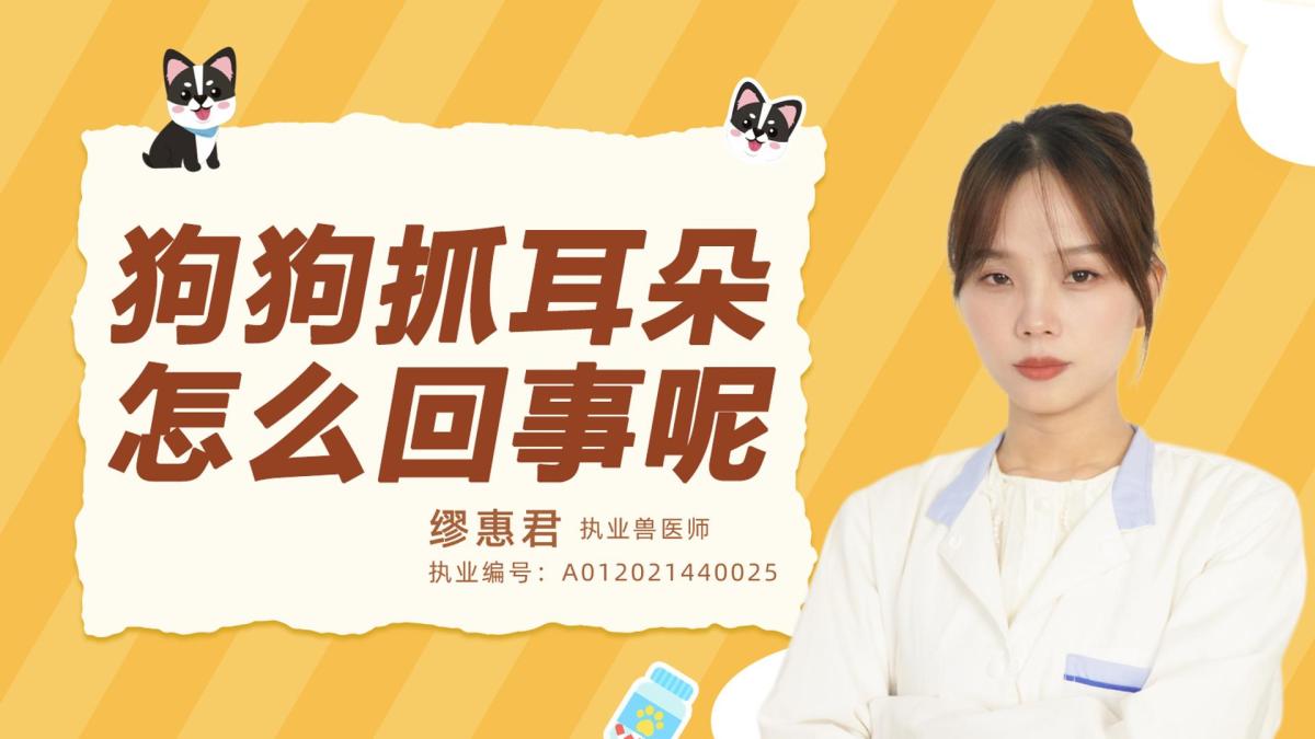 狗狗抓耳朵是怎么回事呢？