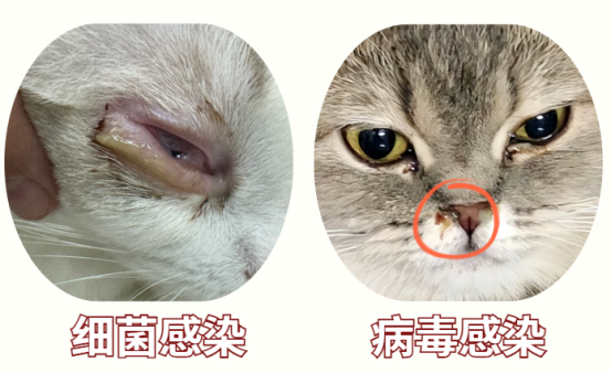 猫咪眼睛流红色分泌物