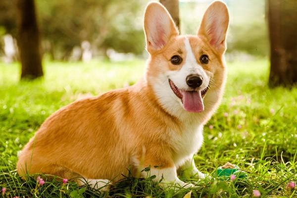 犬嗜酸性肉芽肿