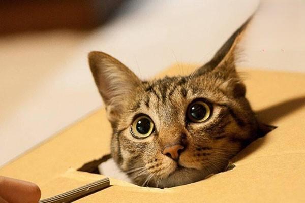 高音调声音会导致猫癫痫发作？