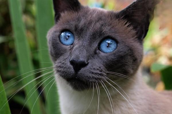 如何引导猫咪增加饮水量