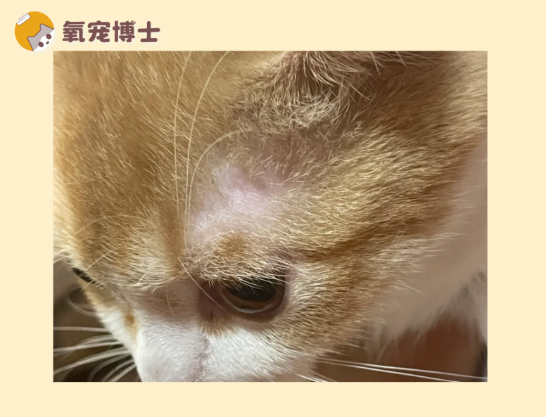 猫咪眼睛上方秃了一块？别慌，这可能是正常现象