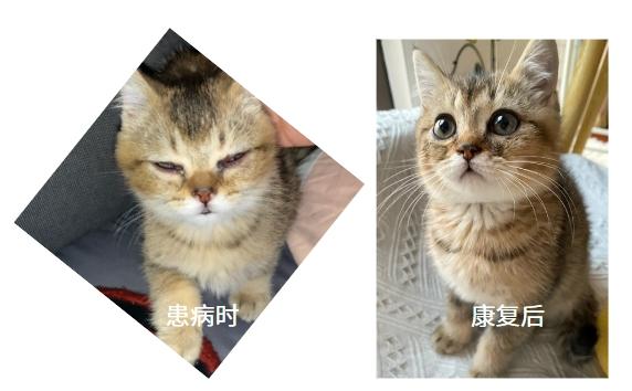 守护爱宠，了解猫咪疱疹病毒症状