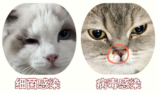 猫咪突然单只眼睛发炎怎么办？