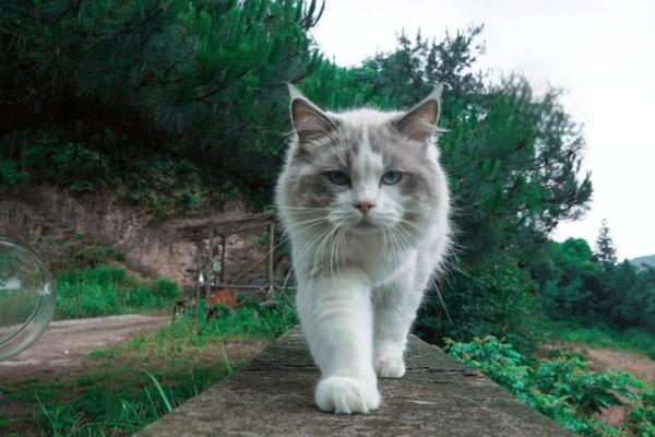 狗肠胃不适，猫肠扭转的症状与治疗