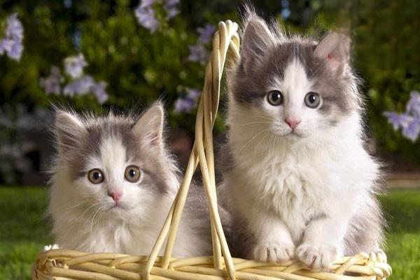 猫咪多大可以吃化毛膏？猫化毛膏怎么选？