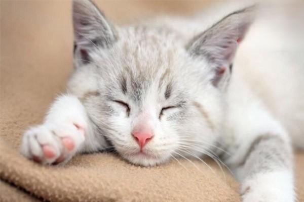 猫咪感染猫鼻支的症状及治疗方法