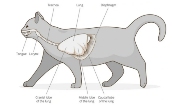 猫鼻支的症状