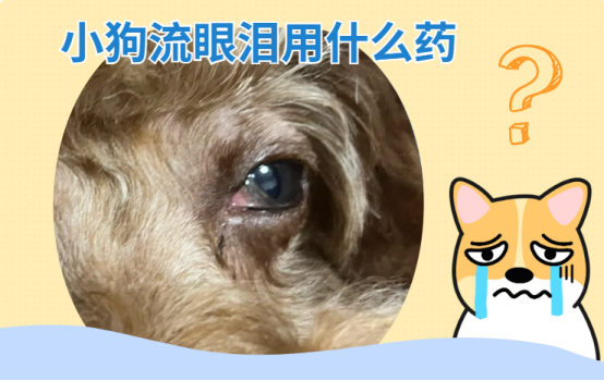 小狗流眼泪用什么药？