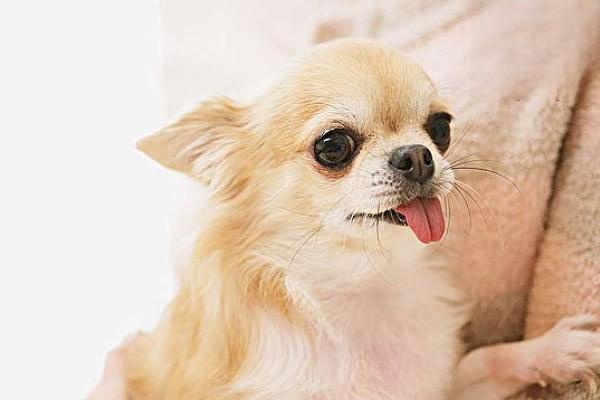 猫咪狗狗得了犬睫毛生长异常怎么办，出现羞明、流泪、眼睑痉挛、结膜充血、角膜炎等症状