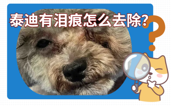 泰迪有淚痕怎麼去除？