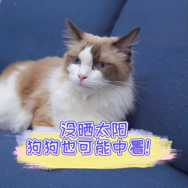 狗狗不晒太阳也会中暑？狗狗中暑的原因