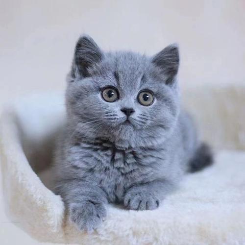蓝猫吃什么猫粮好？科学选粮指南来啦！
