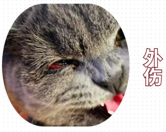猫咪一只眼睛眼流泪