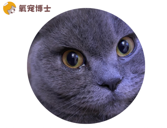 猫咪一只眼睛经常流泪怎么回事？