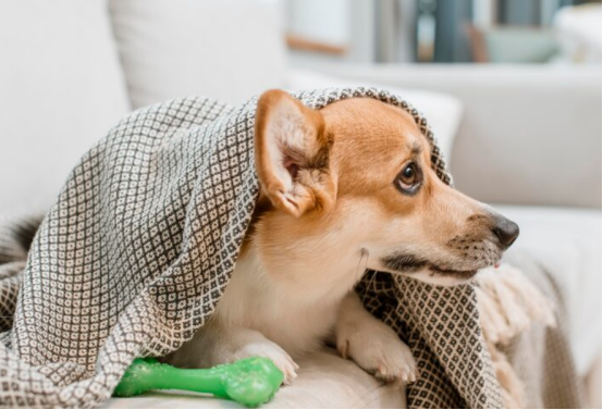 狗细小会不会传染给人？