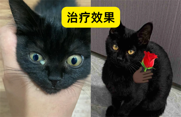 猫咪眼睛发炎怎么办？