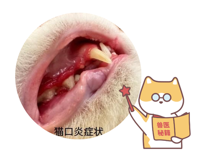 小猫得了口炎用什么药？