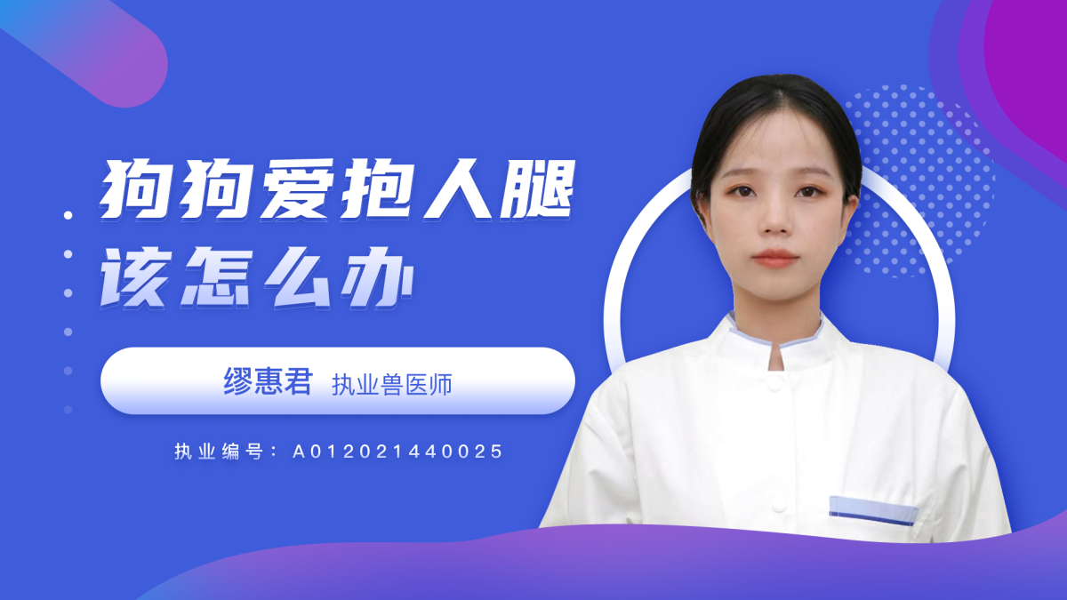 狗狗爱抱人腿该怎么办？