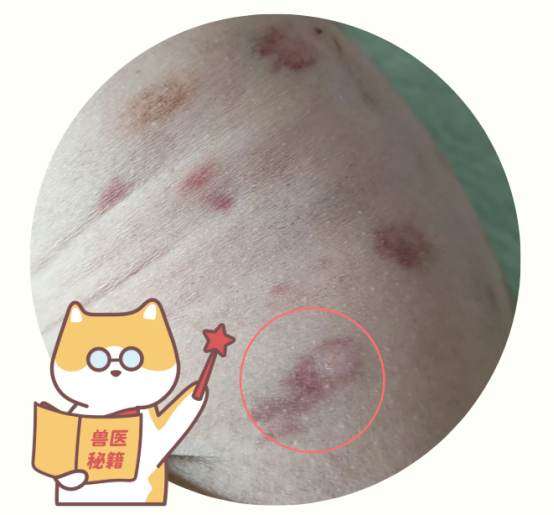 狗狗尿血的原因