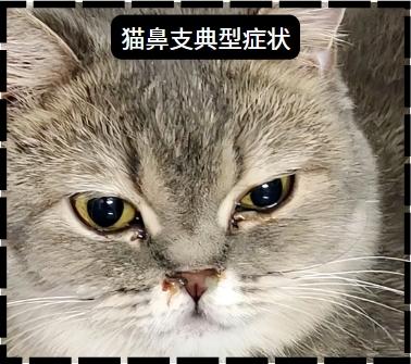 猫鼻支反反复复，怎么治疗最有效？