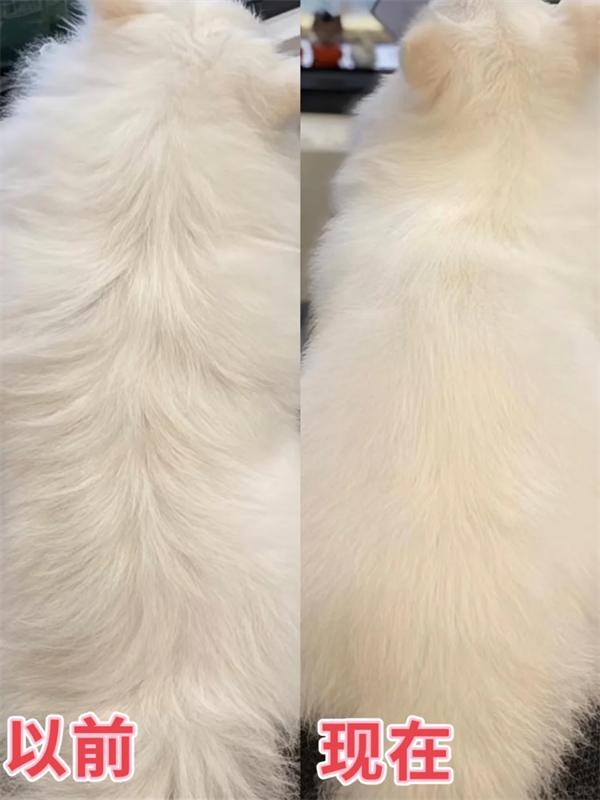 猫掉毛怎么办？