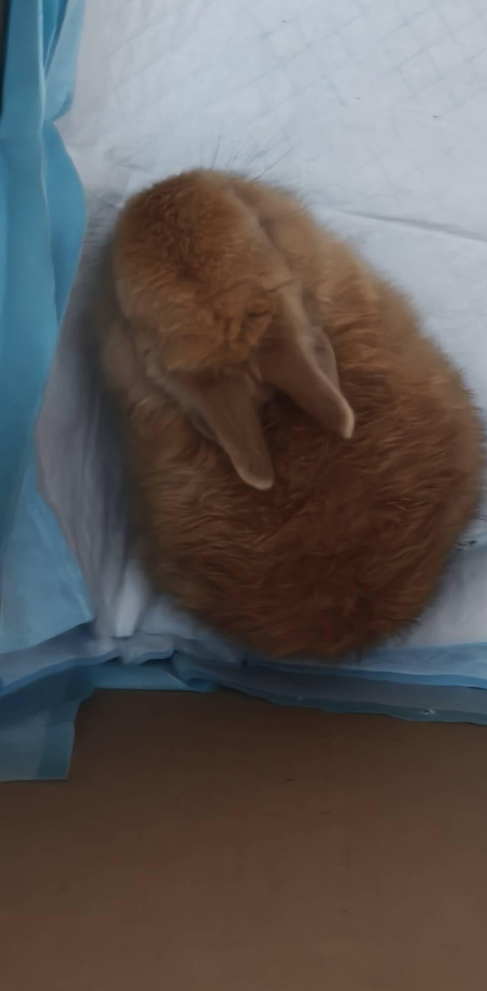https://s.isdpp.com/images/jnLFmfhGLBmSTXFc