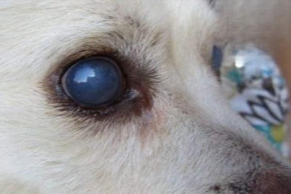 狗狗白内障，狗眼睛睁不开，狗狗眼睛发红，狗狗眼睛白内障怎么办
