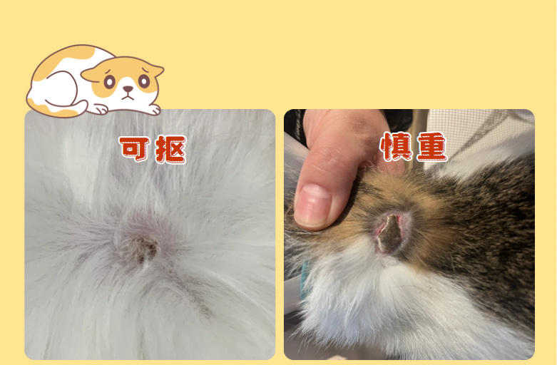 猫咪皮肤病结痂了怎么办？