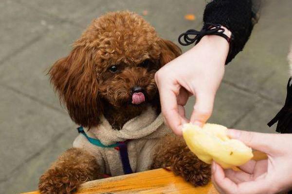 狗狗多久換完牙