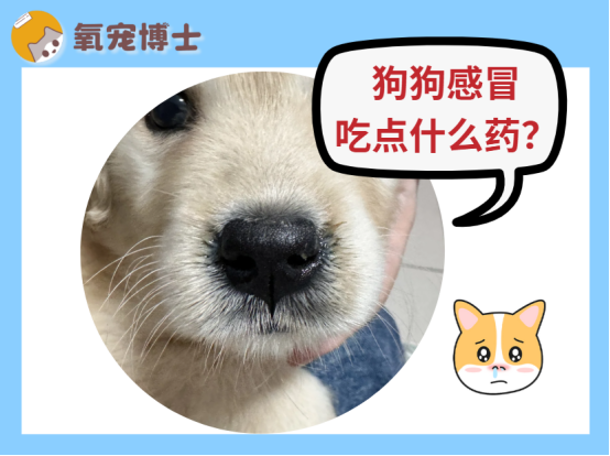 狗狗感冒吃点什么药？这些雷区千万别踩！