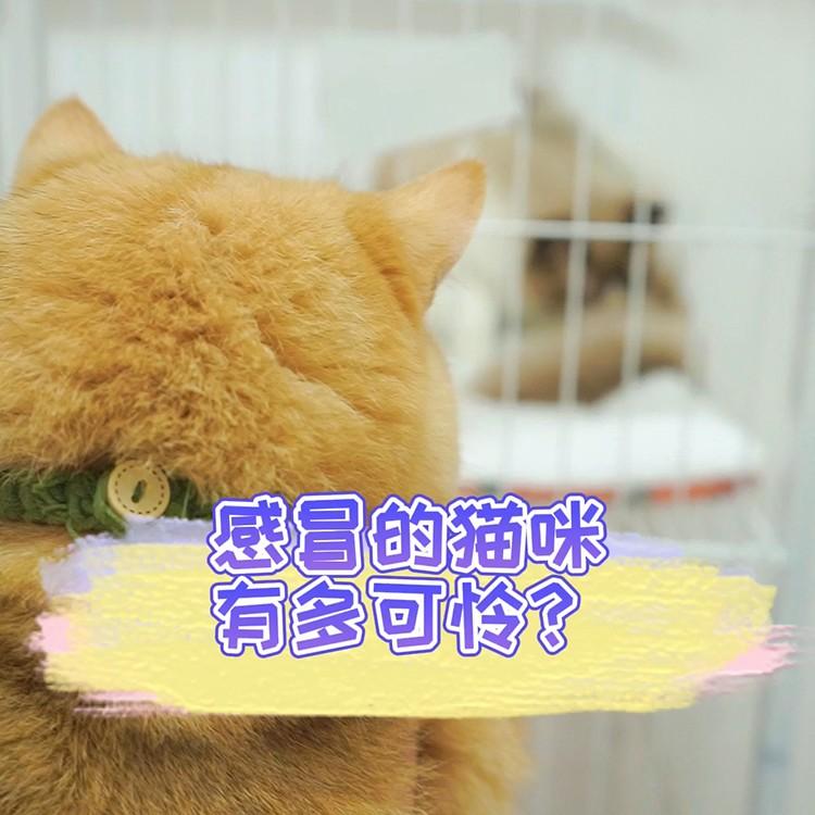 猫咪感冒时的症状有多可怜