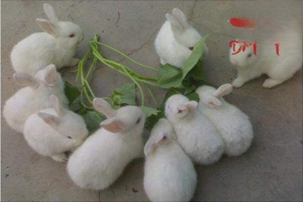 不同生长阶段兔子的正确喂养方法