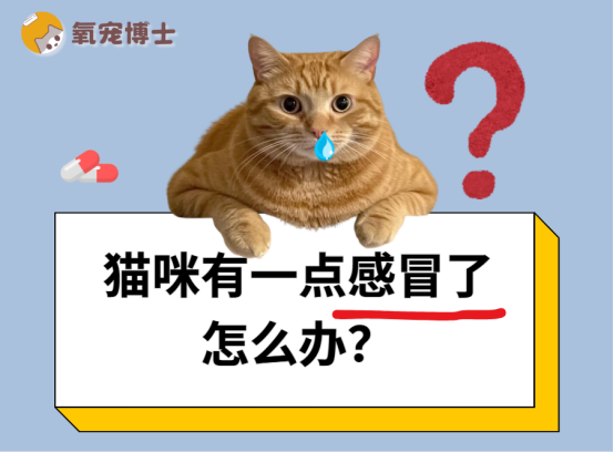 猫咪有一点感冒了怎么办？