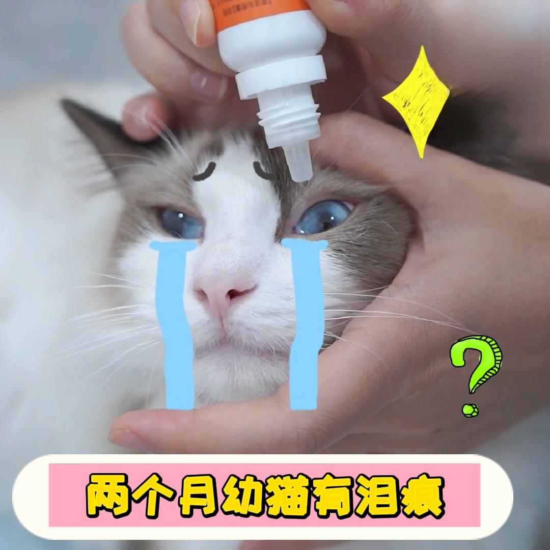 两个月幼猫有泪痕怎么办