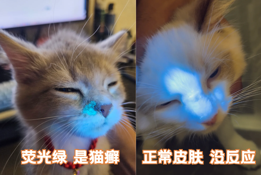 猫身上的癣怎么治疗有效？