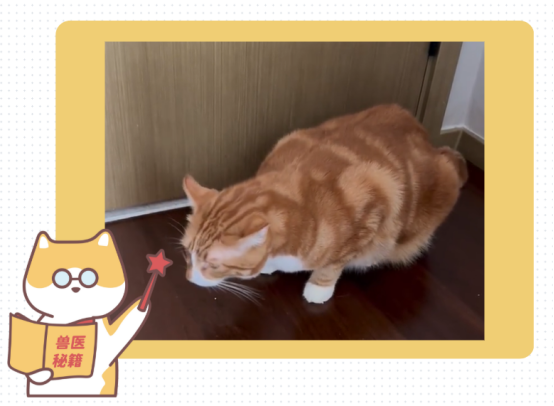 猫咪突然一抽一抽的咳嗽怎么办？