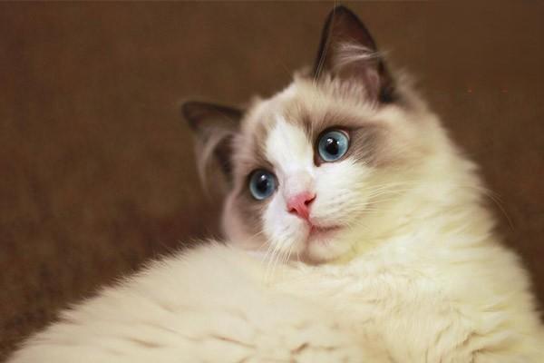 猫咪眼睛变色是什么原因？