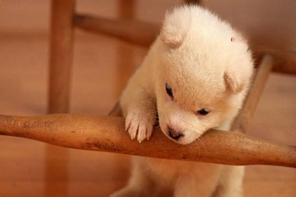犬貓胰島素分泌過少症臨床症狀
