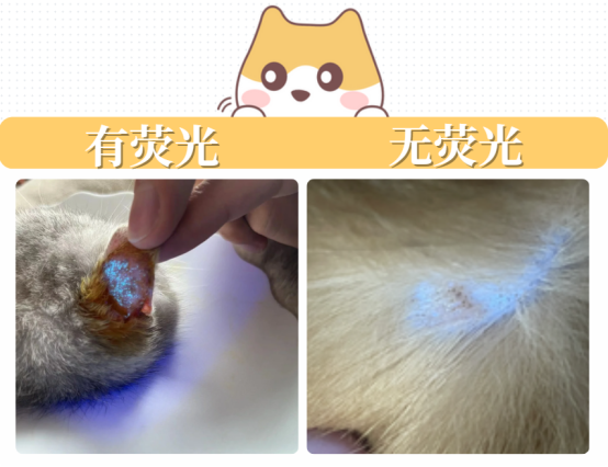 怎么判断是不是猫癣