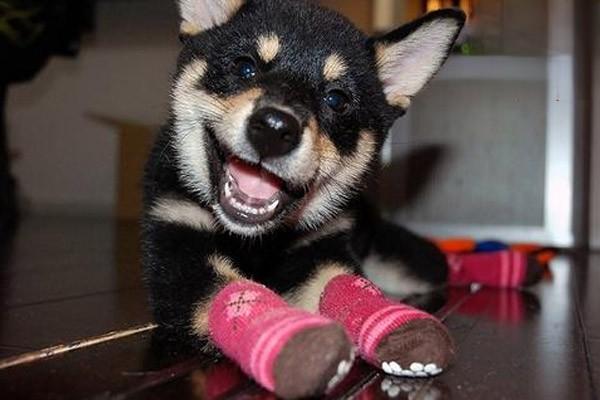 秋田犬的性格特點