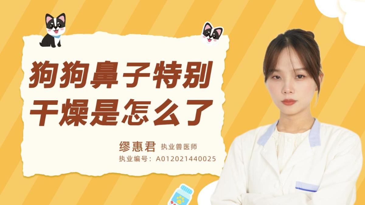 狗狗鼻子特别干燥是怎么了？