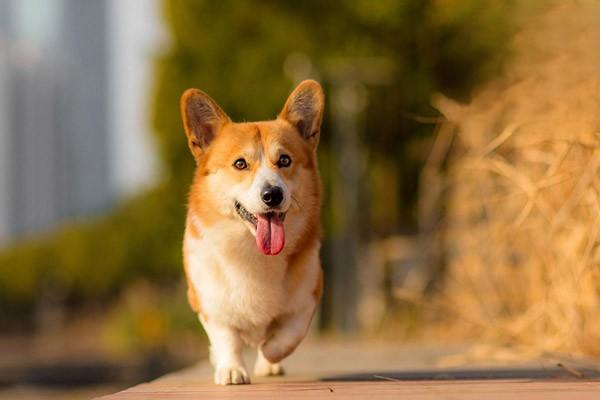 梅雨季節狗狗怎麼預防犬皮膚病