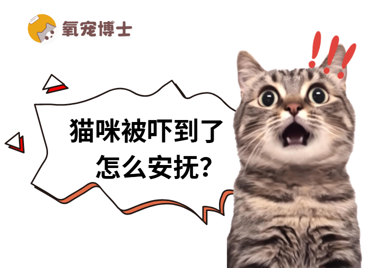 猫咪受到惊吓之后怎么安抚？